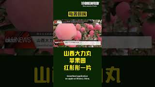 Weekly News Greenfeed application on apple at Shanxi China [upl. by Oslec]