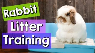 8 Rabbit Litter Training Tips amp BEST Litter Boxes [upl. by Seravat705]