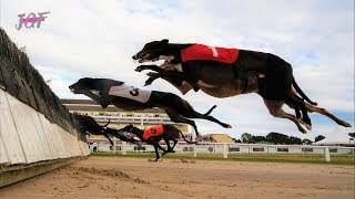 Greyhounds race  Hurdle racing [upl. by Hock]