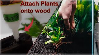 THE MOST SIMPLE WAY TO ATTACH PLANTS TO DRIFTWOOD Aquascaping  How to attach plants to driftwood [upl. by Dustan]