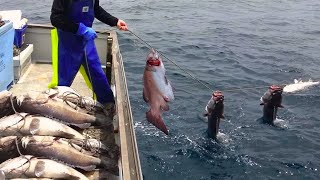 Amazing Automatic Longline Fishing Net Catch Giant Fish  Awesome big catching on the sea [upl. by Namus]