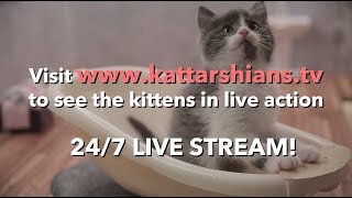 Kattarshians is live [upl. by Prior]