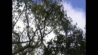 Amazing jump of a Gibbon [upl. by Young]