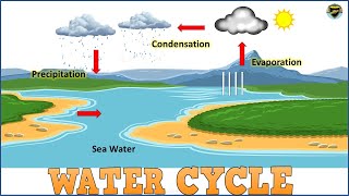 Water Cycle  Water Cycle for Kids  Process of Water Cycle  What is Water Cycle [upl. by Leva]