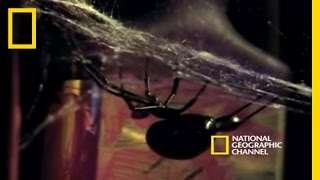 Deadly Mates Black Widow Spider  National Geographic [upl. by Ecniuq473]