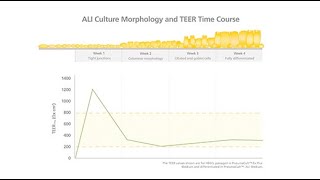 Correlating TEER Values with AirLiquid Interface Culture Morphology [upl. by Stephie432]