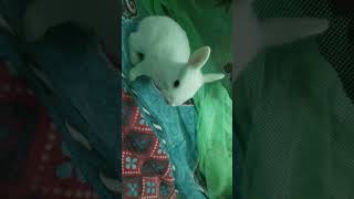 Little rabbit playing 🐇😍rabbit playing [upl. by Ydnat]