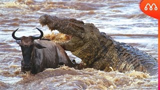 QUANDO O CROCODILO DO NILO ATACA [upl. by Ymme]