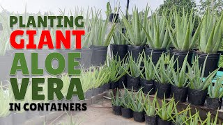 How To Plant Giant Aloe Vera in Containers [upl. by Miguelita]