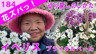 イベリスブライダルブーケ花後の切り戻しのしかたギャザリングの作り方【花ズバっ】184旬の花とその使いかた紹介花創人ガーデニング教室 [upl. by Clyte]