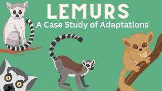 Lemurs A Case Study of Adaptations [upl. by Revkah58]