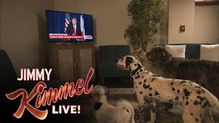 Do Dogs Take Orders From Donald Trump [upl. by Irrem]