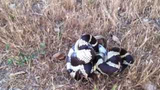 King Snake vs Gopher Snake Battle to the Death [upl. by Naman]