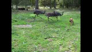 Emus and dog playing in the backyard [upl. by Kial]