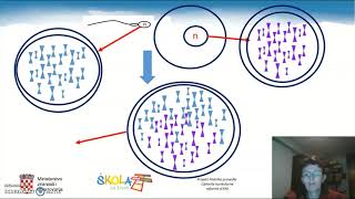 Biologija  3r SŠ  Oplodnja i početak trudnoće [upl. by Jo]