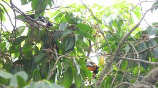 Calandria comiendo frutos junto a un Cacique Naranjeño [upl. by Tav]