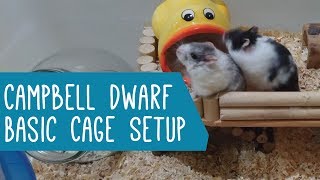 Campbell Dwarf Hamster Basic Cage Setup [upl. by Riannon]