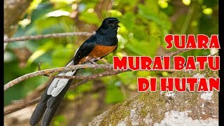 Suara Murai Batu Hutan Nyaring Dan Merdu Ampuh Untuk Terapi2 [upl. by Noble24]