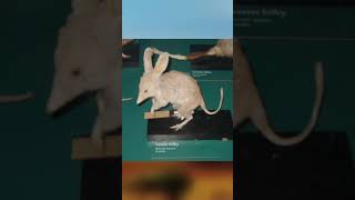 Lesser Bilby The lost equivalent to the greater bilby shorts extinct australianwildlife [upl. by Reivazx541]