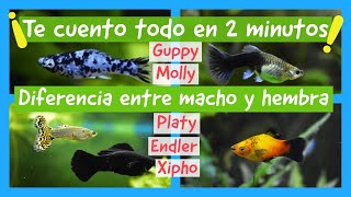 Diferencia entre macho y hembra Guppy Molly Platy Xipho Endler [upl. by Aimak458]