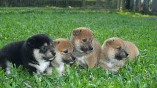 The Best Of Shiba Inu Puppies [upl. by Asennav]