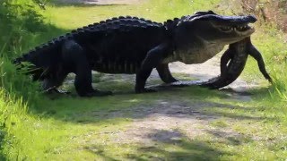 Massive gator eating gator circle b bar reserve [upl. by Neddra]