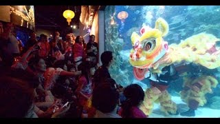 Underwater Lion Dance  Aquaria KLCC [upl. by Nitsirhc]