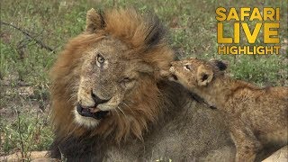 Lion Cub Tests the Waters with Dad [upl. by Aciraa]