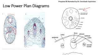 Tips for Microscopy Drawings in paper 3 [upl. by Blinny431]