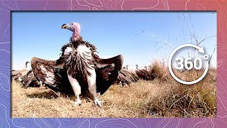 Vultures Feed on Wildebeest  Wildlife in 360 VR [upl. by Duj]