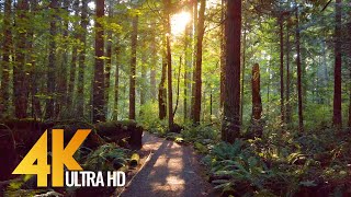 4K Virtual Forest Walk with Nature Sounds  Tradition Lake Loop Trail Issaquah [upl. by Willms]