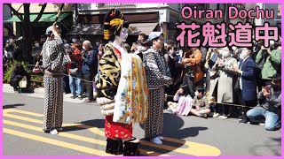 ４K Oiran Dochu 💗江戸吉原【花魁道中】Wark in Japan japanwalk walkjapan 花魁 oiran [upl. by Acinoed]