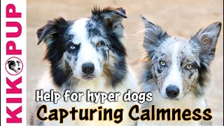 Capturing Calmness how to train calmness in dogs [upl. by Edy624]