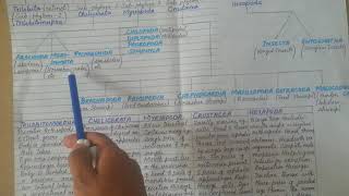 Classification Of Phylum Arthropoda In Detail  Subphylums Of Arthropoda [upl. by Huba994]