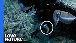 Deep Sea Anglerfish Wiggles Its Lure to Tempt Prey [upl. by Carnes]