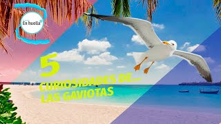 5 CURIOSIDADES DE LAS GAVIOTAS [upl. by Scharaga]