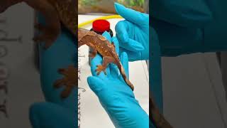 Crested gecko at Little Critters Veterinary Hospital [upl. by Hanny360]