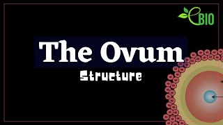 The Ovum  Structure [upl. by Yraillih]