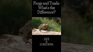 Frogs and Toads Whats the Difference [upl. by Earla]