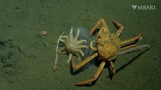 Deepsea animals help buffer impacts of climate change with their unexpected feasts [upl. by Enailil]