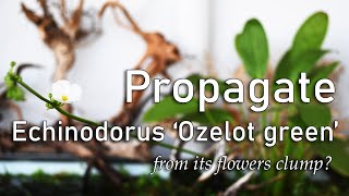 Aquascaping Tips How to Propagate Emersed Echinodorus Ozelot Green from its Flower Clumps [upl. by Amuh765]