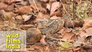 Jungle Nightjar Caprimulgus indicus roosting by day [upl. by Yerrok734]