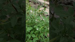 MAMAN LANANG ‼️ Cleome rutidosperma mamanlanang cleomerutidosperma mamanungu mamanlelaki maman [upl. by Pierrepont]