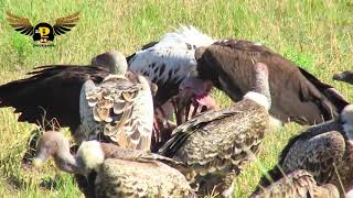 the white lappet faced vulture [upl. by Ynej]