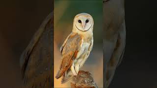 Melanistic barn owl Birds Bornowl ￼￼￼ [upl. by Neztnaj]