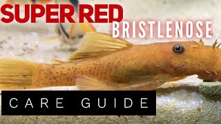 SUPER RED BRISTLENOSE Species Spotlight [upl. by Lona819]