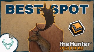 THE BEST SPOT IN HIRSCHFELDEN How to Find a DIAMOND Fallow Deer theHunter Call of the Wild [upl. by Suhail780]