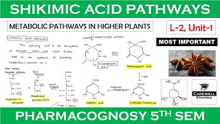 shikimic acid pathway  L2 Unit1  pharmacognosy 5th sem  Carewell Pharma [upl. by Lebazi774]