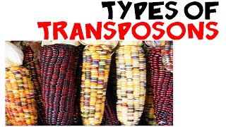 Types of transposons [upl. by Abroms616]