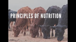 Practical feedlot seminar Principles of nutrition [upl. by Adalai]